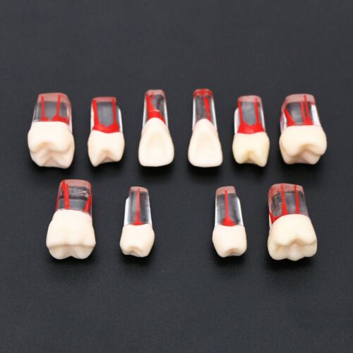 training model for endodontics