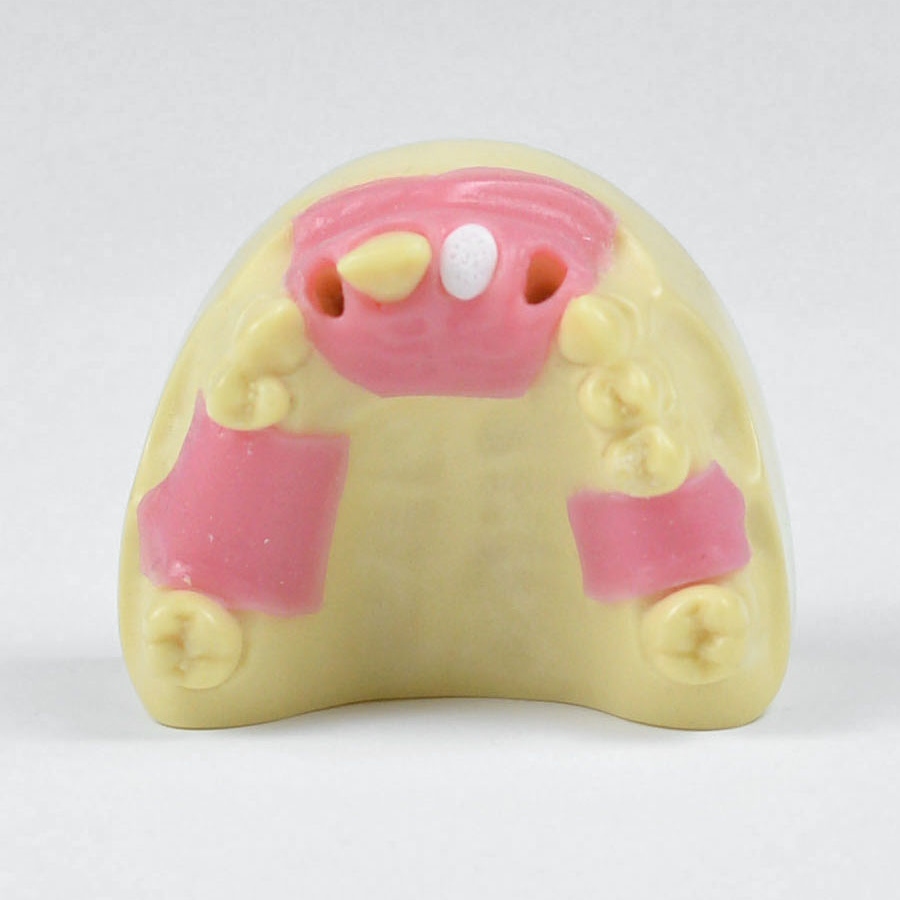 implant training model